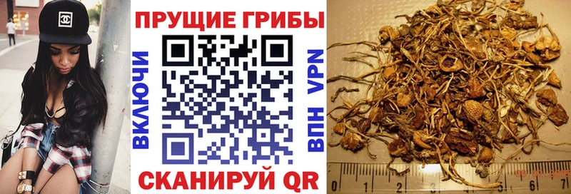 Псилоцибиновые грибы GOLDEN TEACHER  цены наркотик  Лесозаводск 